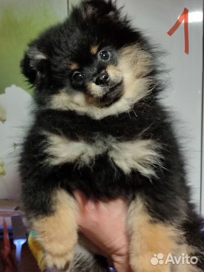 Щенки шпица