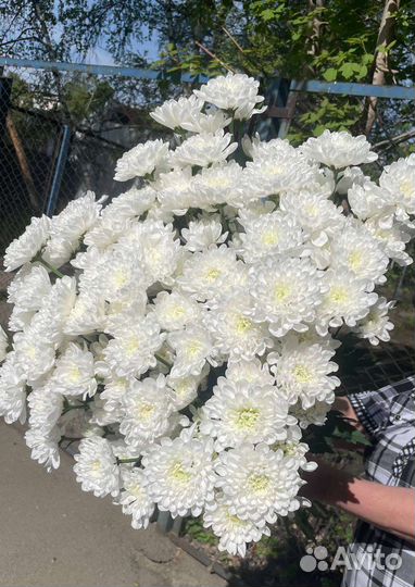 Хризантема