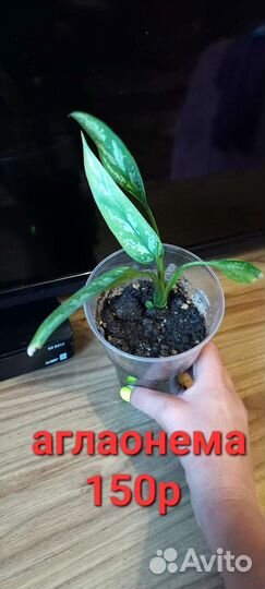 Аглаонема