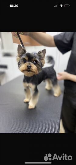 Йоркширский терьер вязка