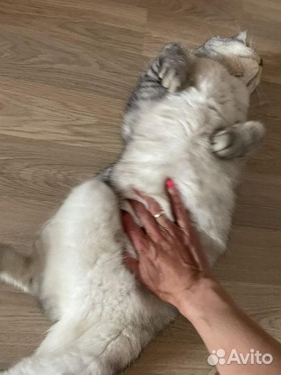 Передержка кошек в семье