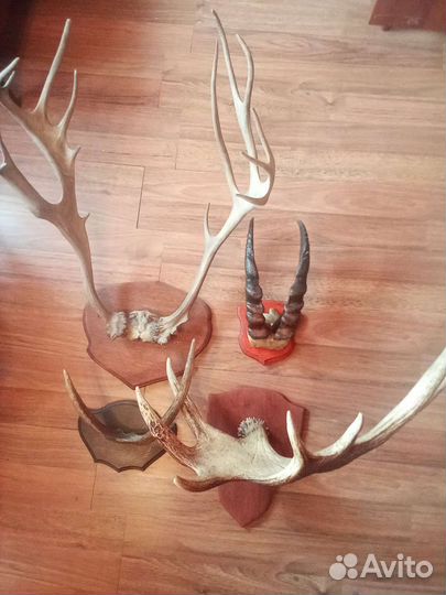 Рога лося, оленя