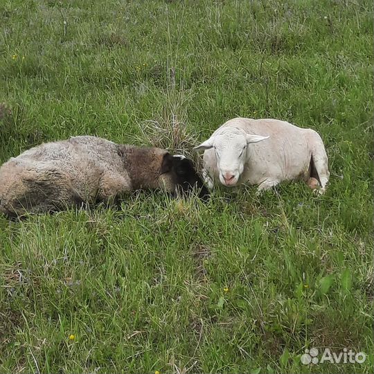 Барашки и овцы романовские/дорпер