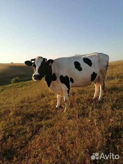 Корова дойная