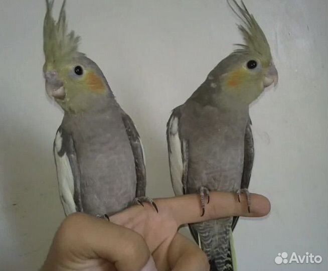 Птенцы кореллы из гнезда самцы