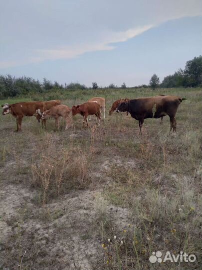 Корова дойная с теленком