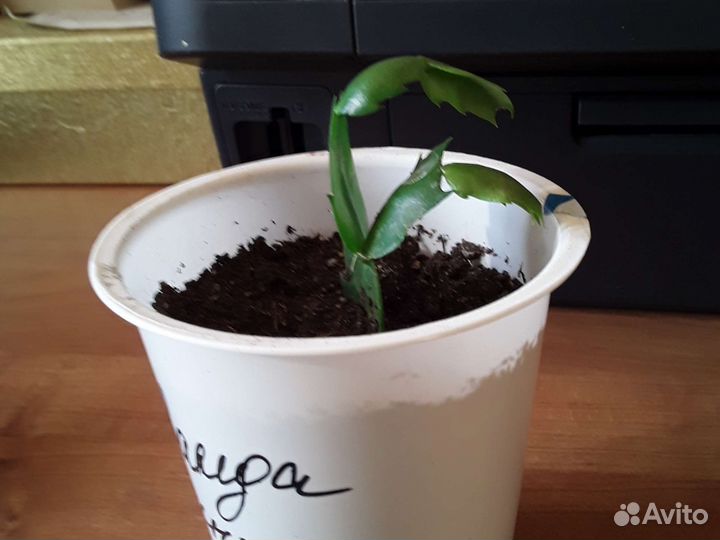 Декабрист - Рипсалидопсис