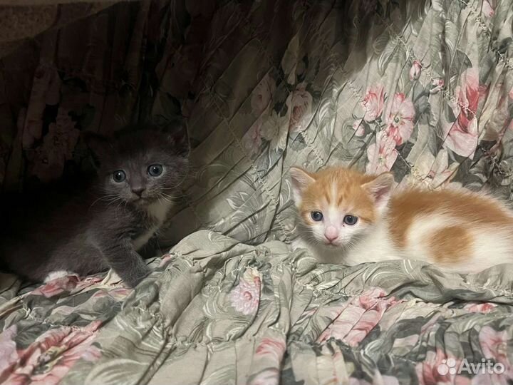 Котята ищут дом