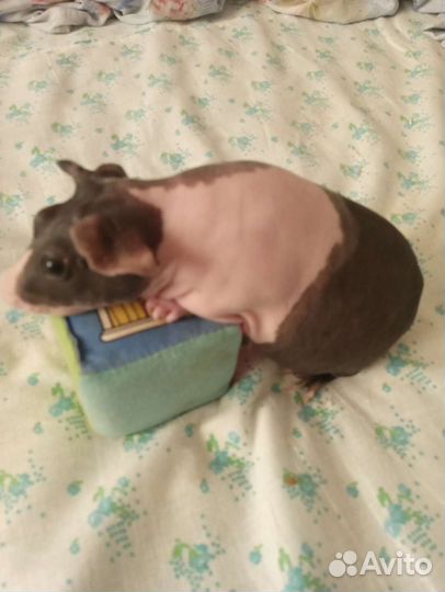 Морская свинка Скинни