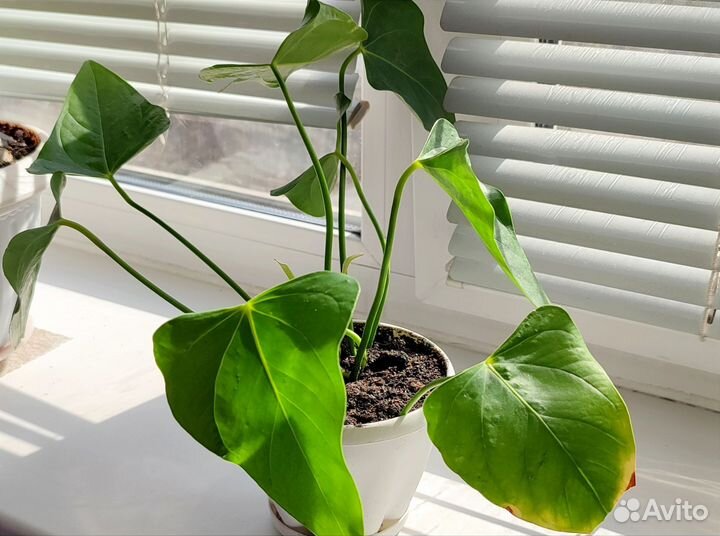 Антуриум (мужское счастье) комнатный цветок