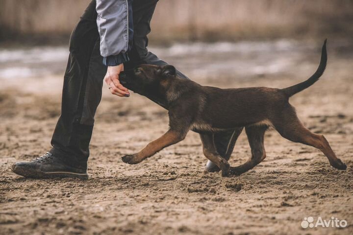 Дрессировка с передержкой, зоогостиница