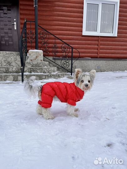 Комбинезон для собаки