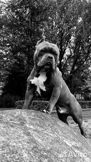 Вязка с американским хулиганом/Американский Булли