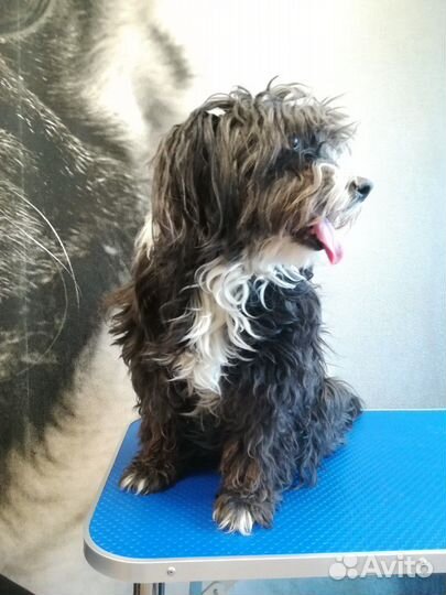 Стрижка животных