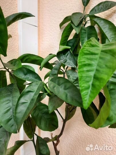 Лимонное дерево