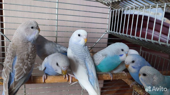 Птенцы волнистый попугай