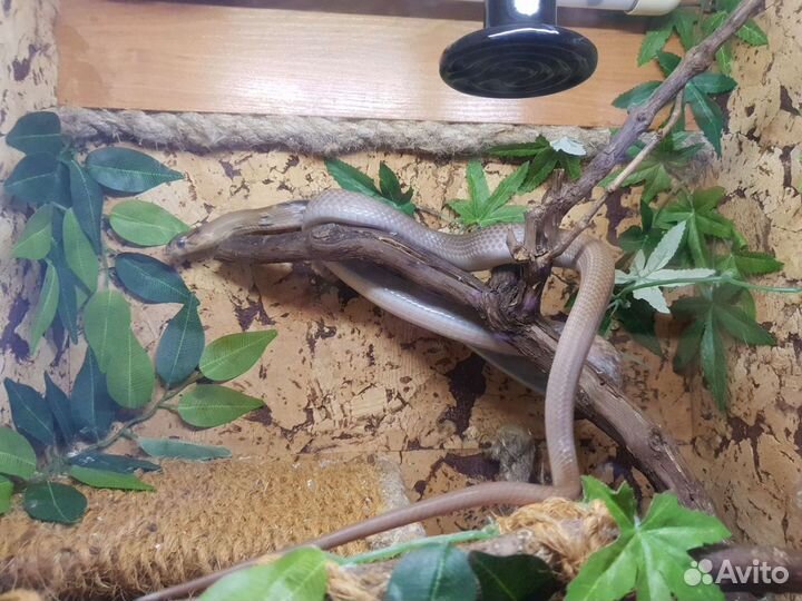 Террариум для рептилий