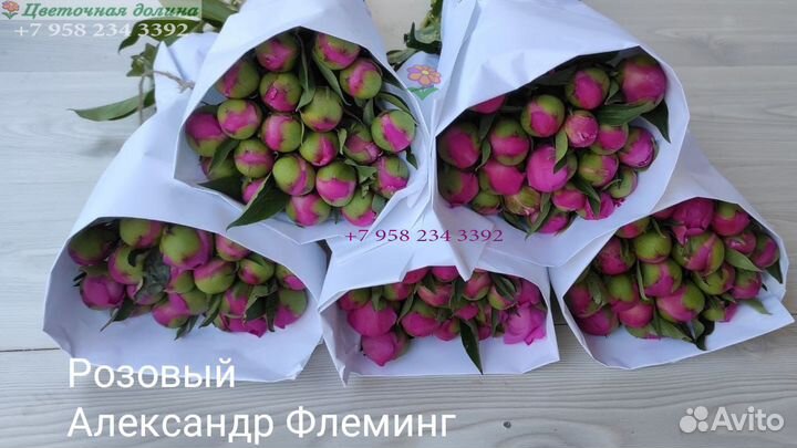 Пионы оптом