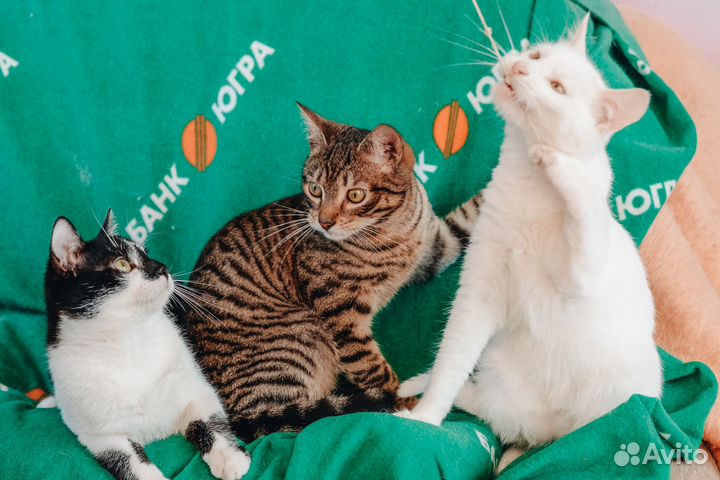 Мальчишки шалунишки