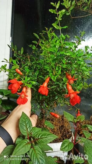 Комнатный гранат, карриса