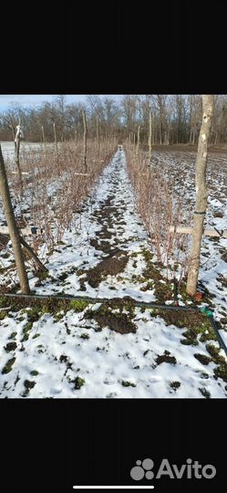 Саженцы малины