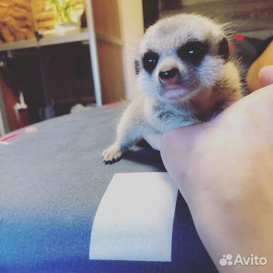 Сурикаты новорожденные