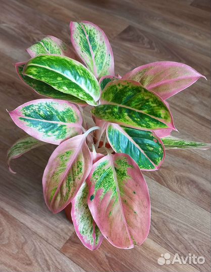 Комнатные растения цветы