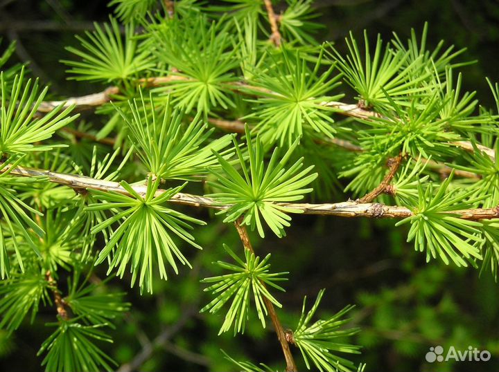 Кора лиственницы 1-3