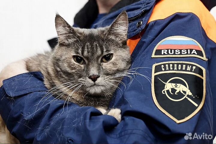 Услуги по поиску пропавших животных 