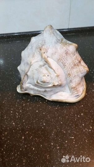Большая морская раковина
