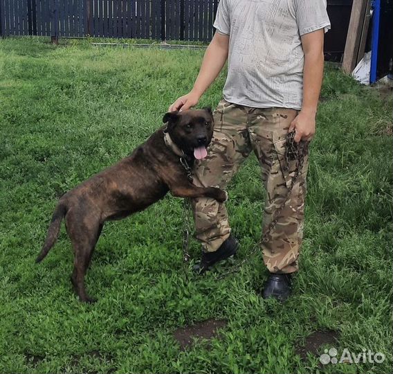 Стаффордширский терьер в добрые руки