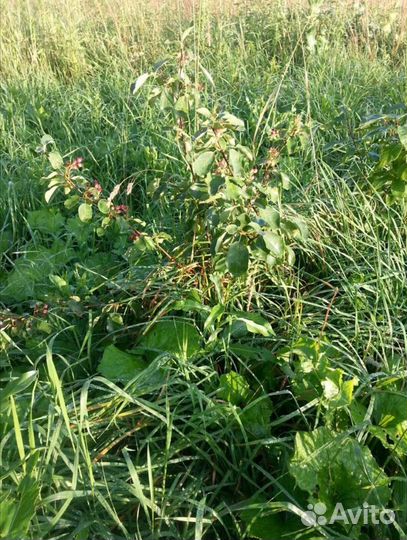 Саженцы Клен, Ирга, Рябина, Вишня