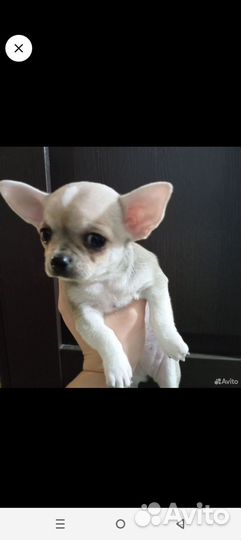 Щенки чихуахуа девочки