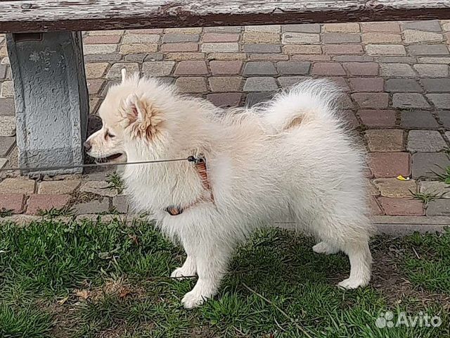 Малыш-померанский крепыш