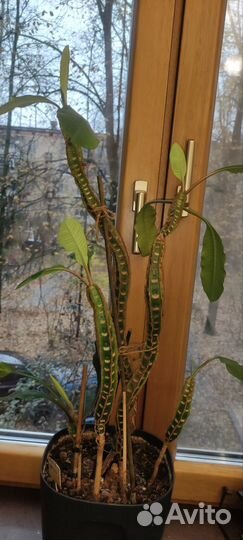 Молочай,эпифиллум
