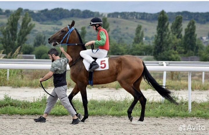 Седло скаковое