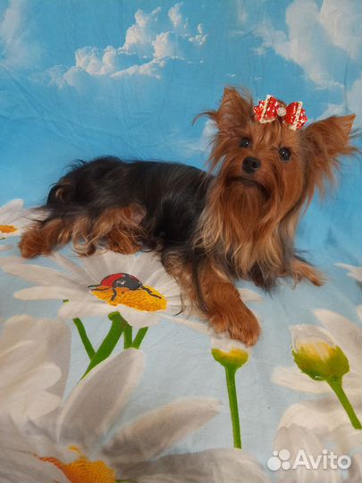 Йоркширский терьер щенки девочки