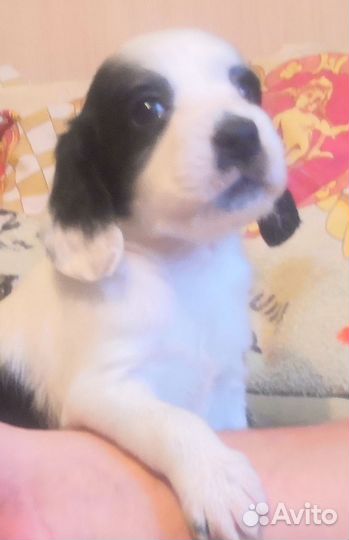 Маленькая собака