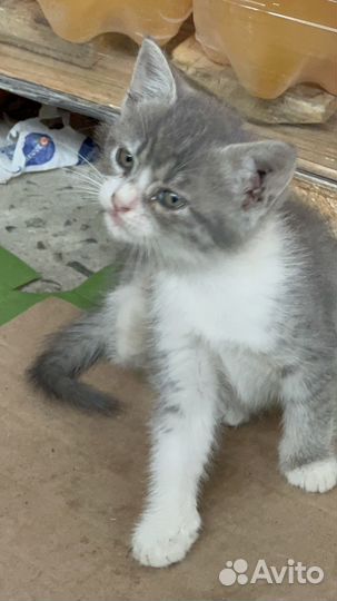 Кошка в дар
