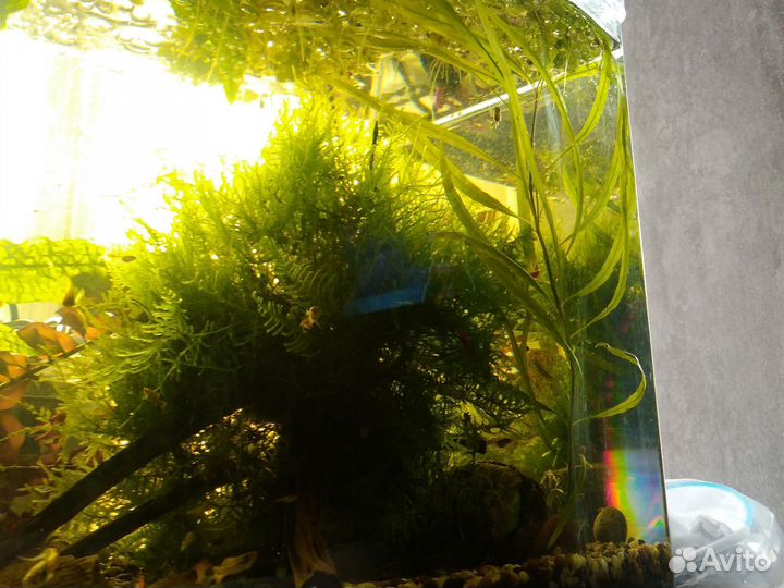 Растения для аквариума, рыбки