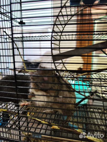 2 Белки дегу + клетка