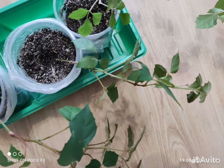 Циссус - комнатный плющ- березка