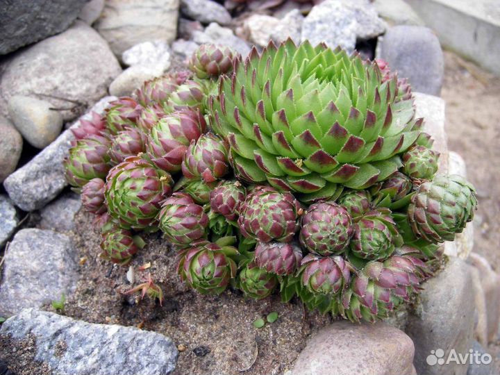 Садовые многолетники