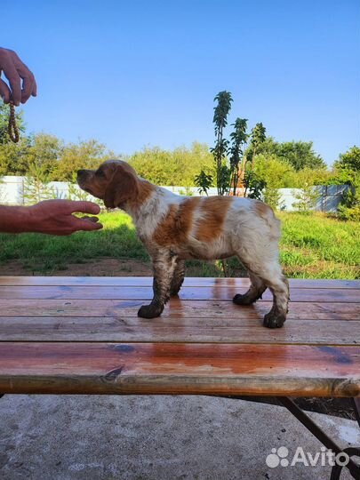 Высокопородные щенки породы Бретонский эпаньоль от