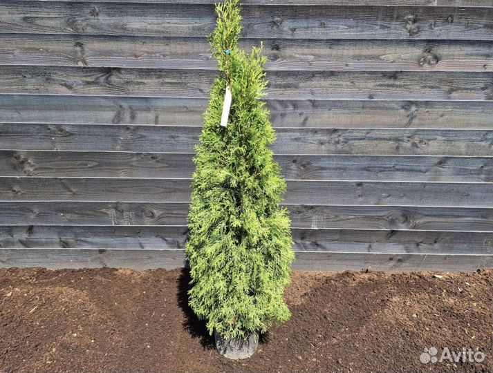 Туи с доставкой. Питомник