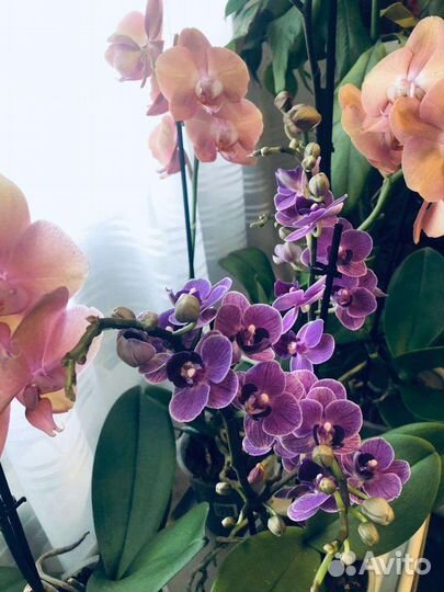 Орхидея фаленопсис Violet Queen Вайлет Квин