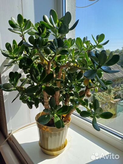 Толстянка (денежное дерево)