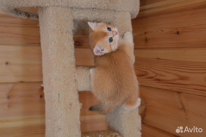 Золотой мальчик