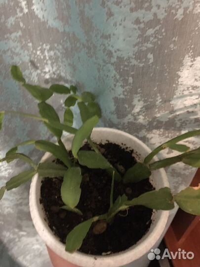 Декабрист шлюмбергера