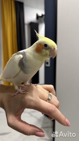 Попугай корелла мальчик с клеткой